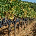 Villa Emo Capodilista – Aromen / Wein ist langsam: Ca ‚Emo ist einer der besten Weine der Welt nach Robert Parker