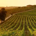 Die besten 15 italienischen Weingüter zum Besuchen